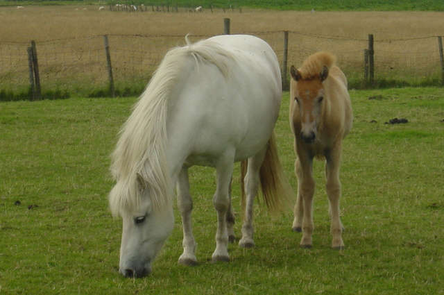 Askja en Agga! Wildkleur vos verschimmeld...... Foto van Eva Weteling!