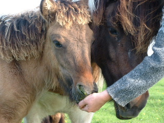 Ala (hier met Droes) en moeder Ugla....