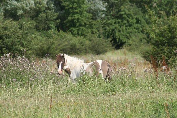Foto van Htign in het begrazingsgebied "Duursche Waarden" door Chantal Jonkergouw. 