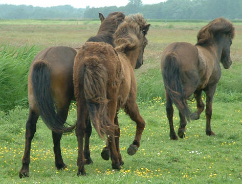 Djarfur (1, die  met al dat haar!) naast Tyrfingur en Trytlinger...(2). 