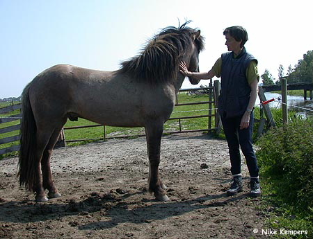 Marjo van de Wetering met haar hengst Floki frá Feti 