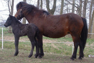 Flugsael met haar nieuwe aanwinst in de wei! 24 maart 2005!