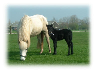 Samantha (Barsi fr Lbert) met haar zoon Funi! Ook Funi is een Flki fr Feti nakomeling!