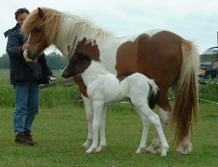 Schuine schouder, lange hals hoog uit de borst, met veel oprichting, lange (achter) benen!
