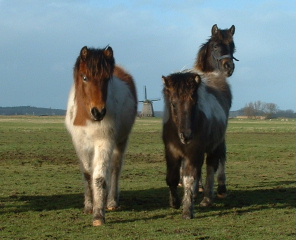 Gsli en Sudri gevolgd door Noa. 