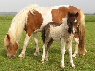 Glitfaxa en dochter Glytja (2003)