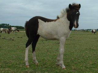 Glitja in Augustus