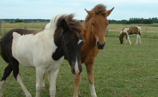 Glitja met Dokka en op de achtergrond Godi.....