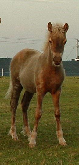 Gla augustus 2004