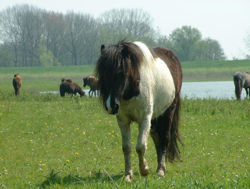 Glytja inscharing Groesplaat april 2005. 