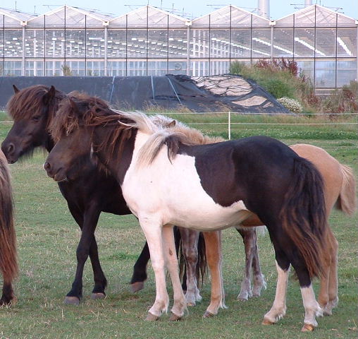 Glytja augustus 2004