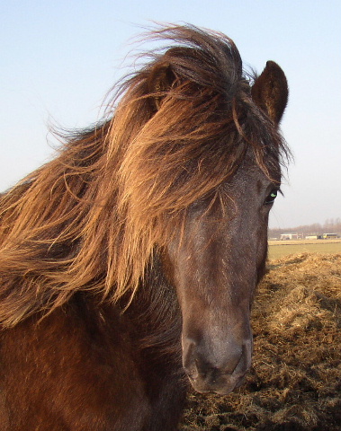Een heel aristocratisch voorkomen (of ook wel een lekker bekkie)