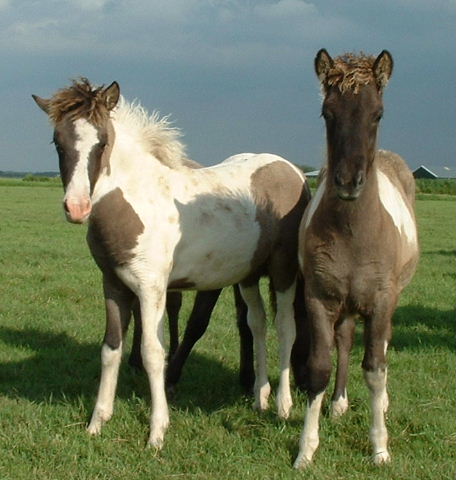 Sudri en Htign, augsutus 2004
