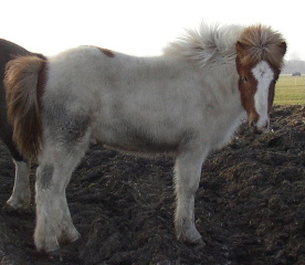Haublesi in wintervacht