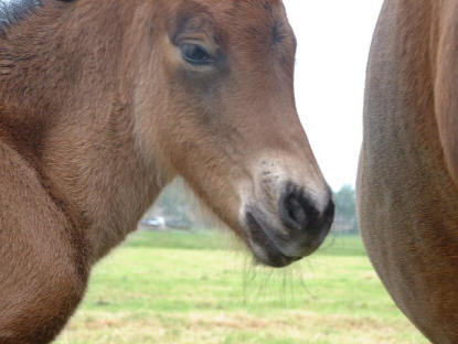 Een heel mooi hoofdje!