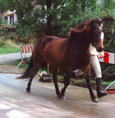 Foto uit 1990 gekregen van Stal Von Roetgen.