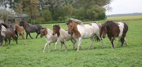 Skjna, Gsli, Sda en Sokkads. 2 Sokki fr Kaerkominn dochters met hun kroost. September 2004