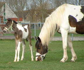 Noa en Zoey in de wei langs de Hoeverweg!