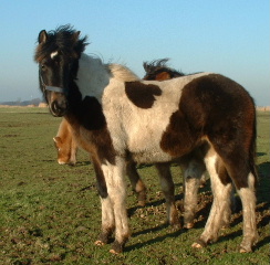 Noa is zoals wel verwacht, inmiddels het grootste veulen. 