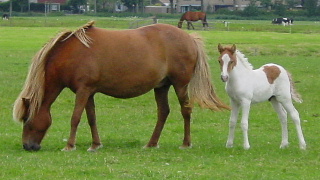 Rk en Haublesi