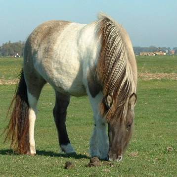 Saefaxa, oktober 2003