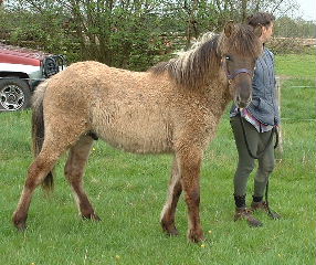 Saeli, 1 jaar, met Marjo op weg naar "de Lokker"