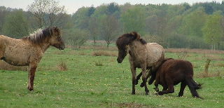 Saeli kijkt naar stoeiende paarden (ofwel een paard wat op een ander paard gaat zitten) in "de Lokker" te Brabant!