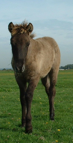 Saeli 15 september 2003