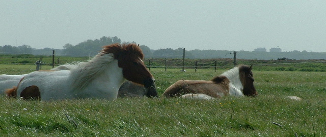 Hamingja in het hoge gras!