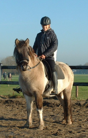 4e trainingsdag, met Therra in de bak. Stap, draf en tlt en van richting veranderen...