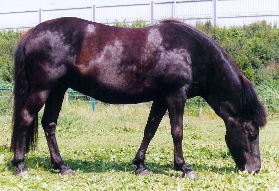 De moeder van Djarfur, Thyrla fr Skjalaritara (m.m. Vemde's Tinna! Een van de eerste fokmerries van Fr Skjalaritara. )
