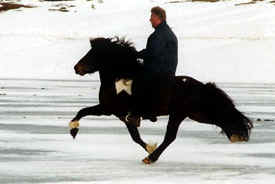 Vader van Ugla: Vaengur on ice! A 1st prize stallion.....