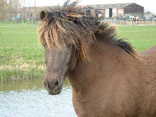 Een heel mooi hoofdje!