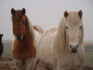 Agga en Sida in wintervacht!