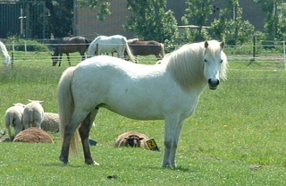 Agga is een hele mooie merrie. 