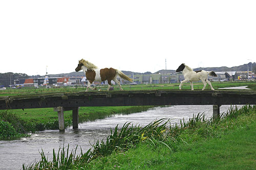 Glitfaxa (in draf) en dochter Gta (in rentlt). 