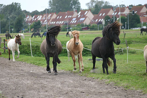 Foto door Chantal Jonkergouw