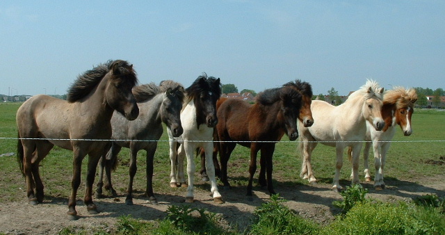 Flki 3 jaar oud!