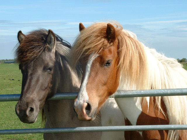 Saefaxa en Glitfaxa, voorjaar 2003