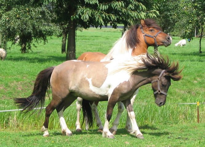 Skri en Sudri spelen samen!