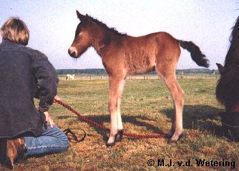 Thula fr Skjalaritara als kleine meid!